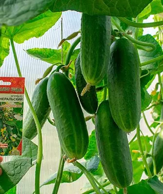огурцы сорта Генеральский плоды на кусте
