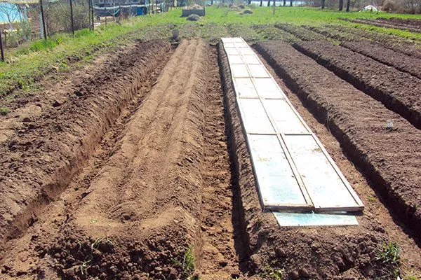 огурцы сорта Генеральский подготовка грядок