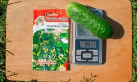 огурцы сорта Генеральский средний вес