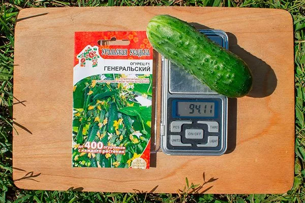 огурцы сорта Генеральский средний вес
