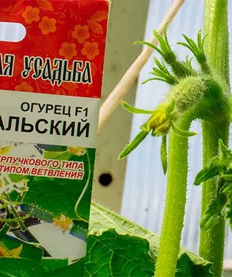 огурцы сорта Генеральский цветение
