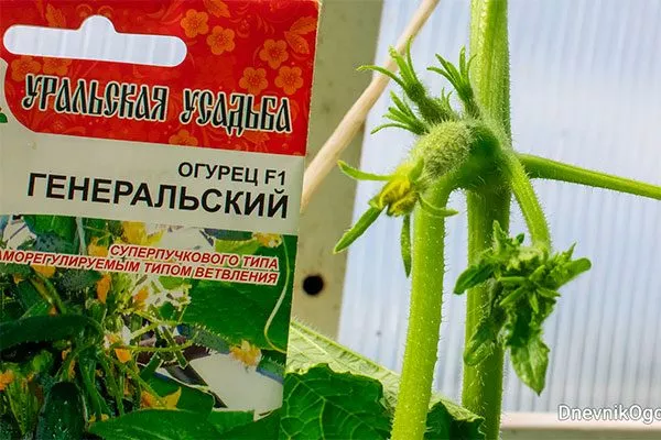 огурцы сорта Генеральский цветение