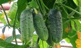 огурцы сорта Муравей