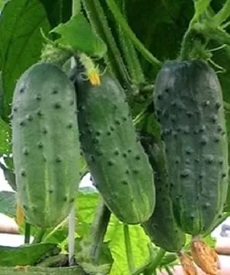 огурцы сорта Муравей