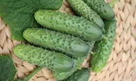 огурцы сорта Огородник