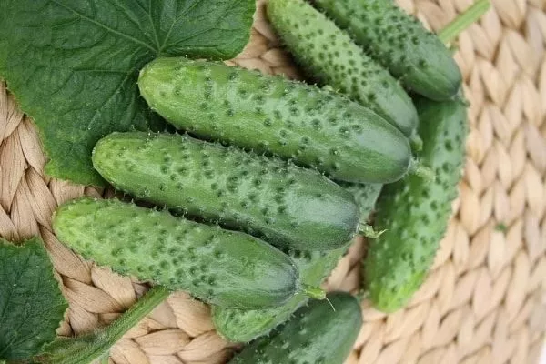 огурцы сорта Огородник