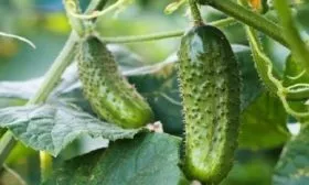 огурцы сорта Окошко