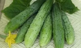 огурцы сорта Ухажёр