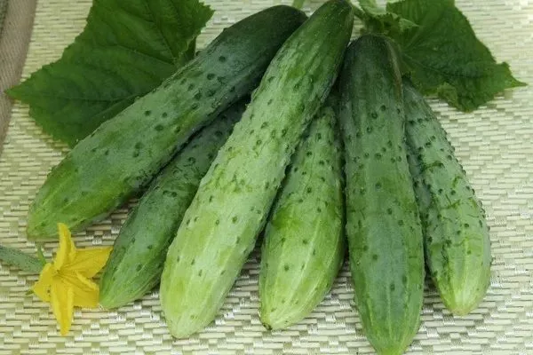 огурцы сорта Ухажёр