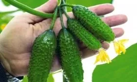 огурцы сорта Весёлые гномики