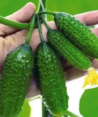 огурцы сорта Весёлые гномики
