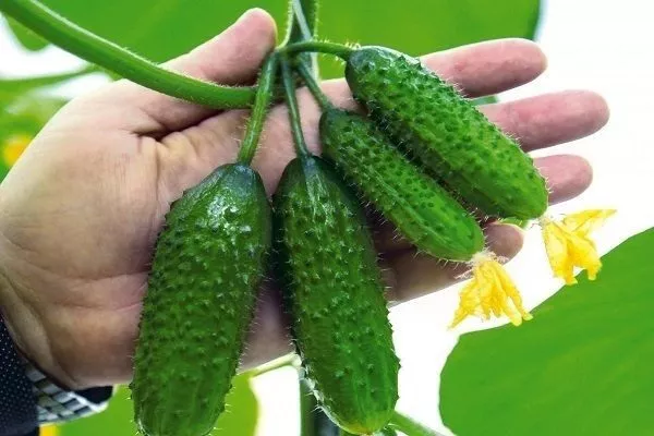 огурцы сорта Весёлые гномики