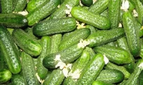 огурцы сорта Владимир