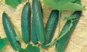 огурцы Татьяна