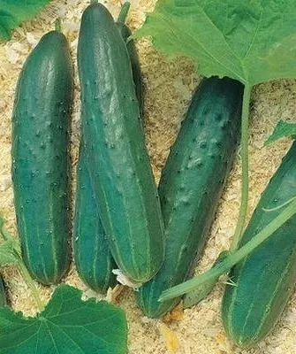 огурцы Татьяна