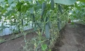 огурцы Татьяна на кусте