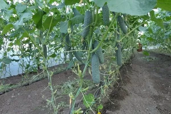 огурцы Татьяна на кусте