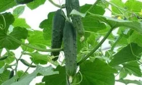 огурцы Ухажёр на кусте