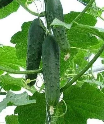 огурцы Ухажёр на кусте