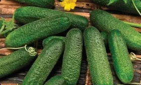 огурцы Владимир