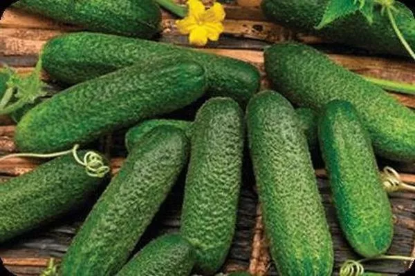 огурцы Владимир