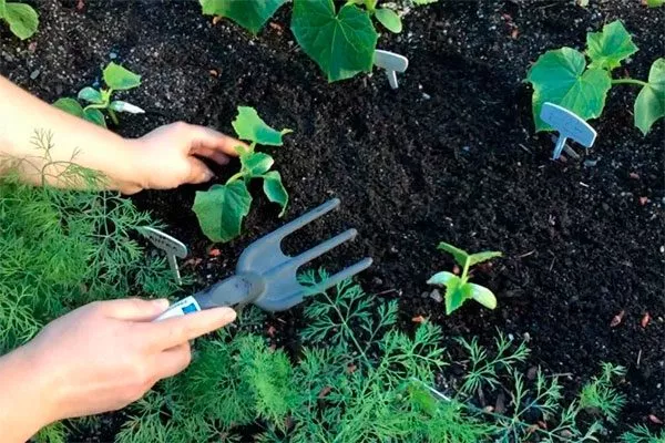 Окучивание