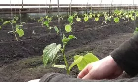 Окучивание