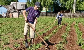 окучивание картофеля