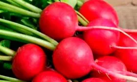 Описание ботвы и корнеплодов, вкус