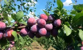 Описание дерева, характеристики плодов