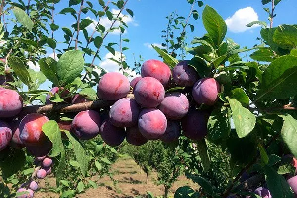 Описание дерева, характеристики плодов