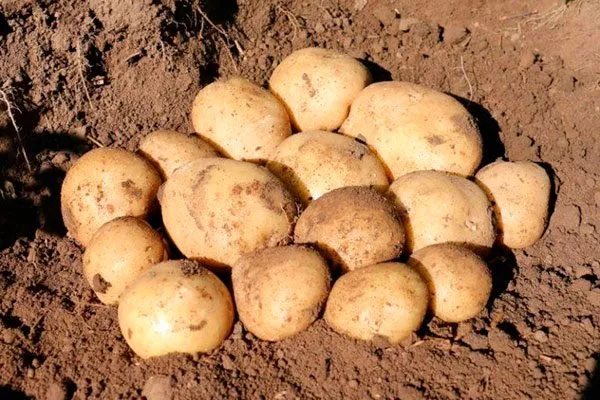 Описание клубней