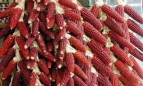 описание кукурузы сорта Земляничная