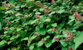 Описание кустарника