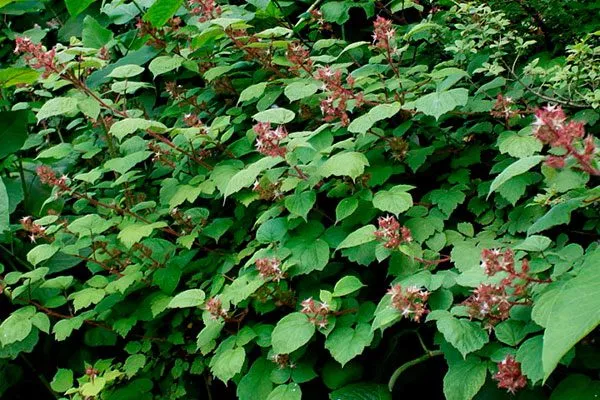 Описание кустарника