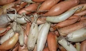 описание лука Деликатес