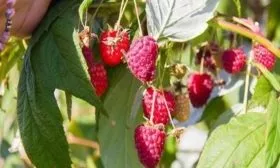 описание малины Бальзам