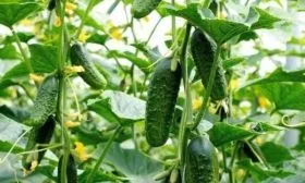 описание огурцов Муравей
