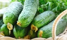 описание огурцов Огородник