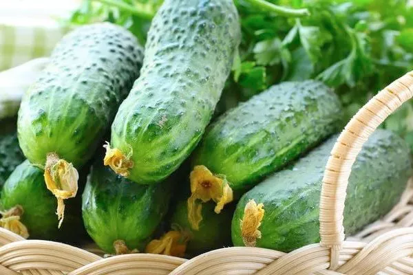 описание огурцов Огородник