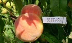 Описание персика