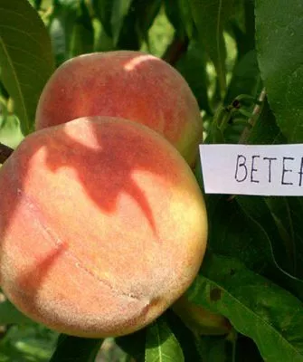 Описание персика