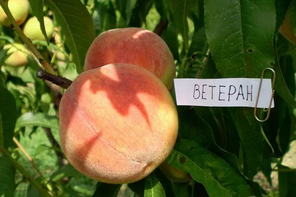 Описание персика