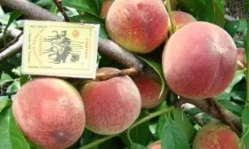 описание персика гринсборо