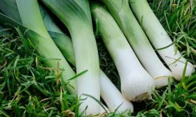 Описание растения, вкус и предназначение