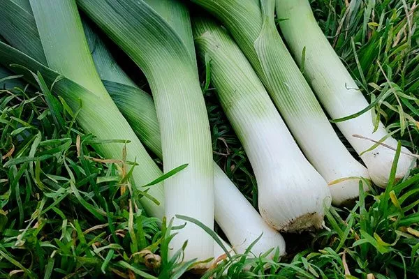 Описание растения, вкус и предназначение