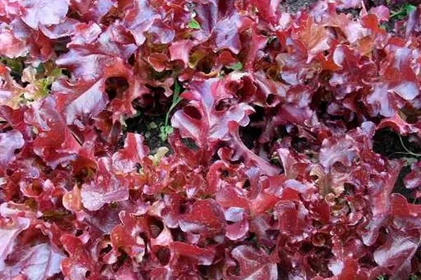 Описание внешнего вида, вкуса