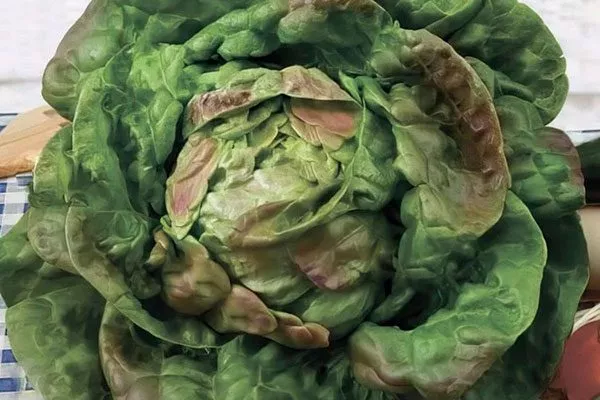 Описание внешнего вида, вкуса