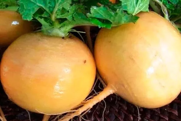 Описание внешнего вида