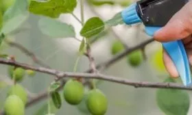 опрыскивание деревьев от болезней
